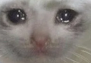 sadcat